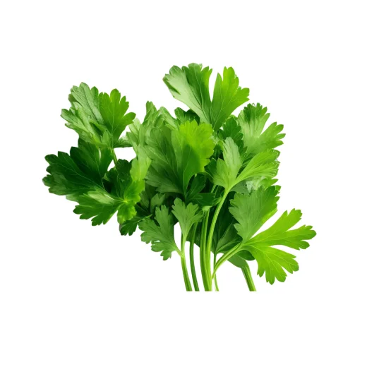 Fresh Bagdones Leaves