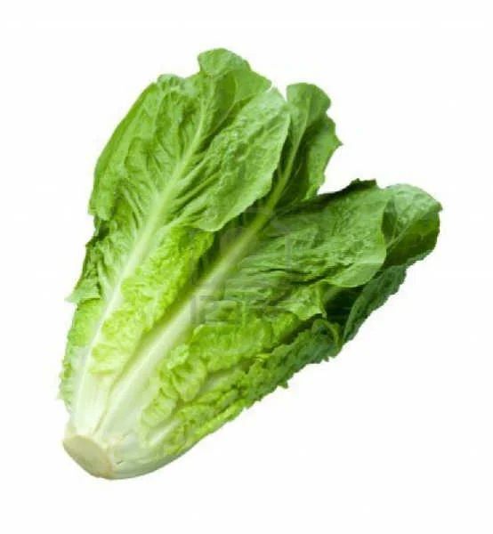 Fresh Lettuce